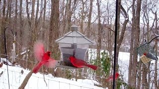 Winter Birds Feeding Frenzy Cats LOVE It [upl. by Jeanie]