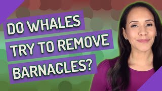 Do whales try to remove barnacles [upl. by Ynnal]