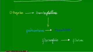 Coagulação Sanguínea  Processo Geral [upl. by Nicolai131]