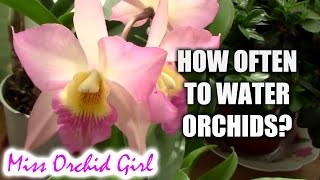 How often should Orchids be watered [upl. by Alleinnad964]