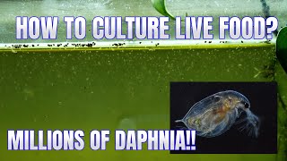 How to Culture Daphnia Secret Method to Breed MILLIONS  Simply Aquatic [upl. by Anigue]