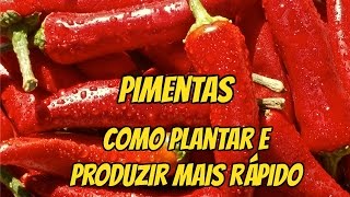 DICAS COMO PLANTAR PIMENTA E TER PRODUÇÃO ABUNDANTE E RÁPIDA [upl. by Reiners]