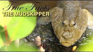 True Facts Mudskippers [upl. by Cestar632]