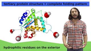 Protein Structure [upl. by Idok]