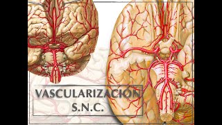 VASCULARIZACIÓN SISTEMA NERVIOSO CENTRAL [upl. by Kenrick840]