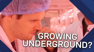 How Do Hydroponics Work Underground Farming  Earth Science [upl. by Nesaj715]