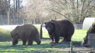 big Kodiak and grizzly bear [upl. by Ydisahc]