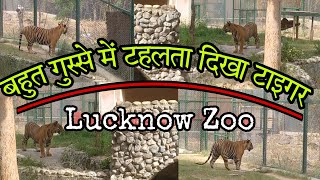 Lucknow Zoo में बहुत गुस्से में दिखा टाइगर  लखनऊ चिड़ियाघर  InfoHighway [upl. by Hughett]