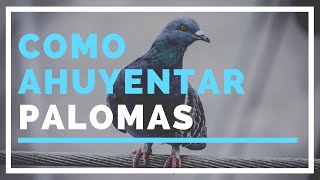 Como AHUYENTAR palomas  MÉTODO Rápido Fácil y Efectivo [upl. by Scevour]