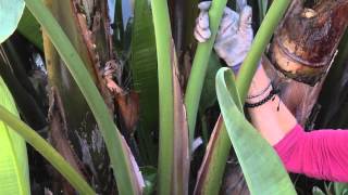 How to Prune a Bird of Paradise  Great Gardening [upl. by Einnek16]