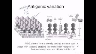 Why trypanosomiasis is so deadly [upl. by Penelope]