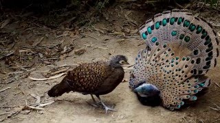 Bornean peacockpheasant [upl. by Eintruoc]