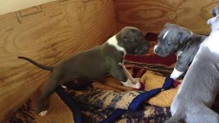 Razors Edge Blue Nose PitBull puppies for sale [upl. by Faulkner]