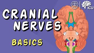 Cranial Nerve BASICS  The 12 cranial nerves and how to REMEMBER them [upl. by Milstone]