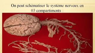 🔴Neurologie Examen Neurologique [upl. by Edecrem]