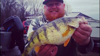 Giant Lake Erie Perch2 Man Limit [upl. by Esten]