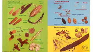 Methods of Seed Dispersal [upl. by Duky624]