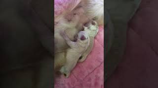 Newborn chihuahua puppies [upl. by Yasdnyl502]