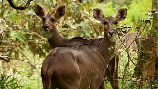 Wild Ethiopia  Bale Mountains National Park [upl. by Johns21]