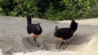 Burung Maleo Maleo bird Hammerhuhn Macrocephalon maleo Sulawesi [upl. by Ierdna]