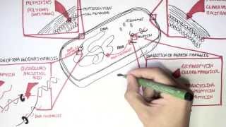 Microbiology  Antibiotics Mechanisms of Action [upl. by Anilrac495]