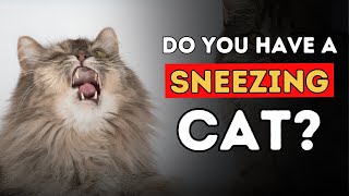 Sneezing Cat 5 Effective Home Remedies [upl. by Anerrol]