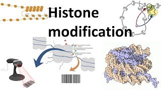 Histone modifications Introduction [upl. by Myrilla]