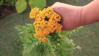 Yarrow Achillea Growing Guide Harvesting amp Vase Life Tips  Ep 116 [upl. by Gabriella]