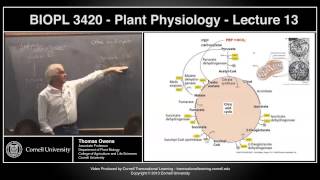 BIOPL3420  Plant Physiology  Lecture 13 [upl. by Toth753]