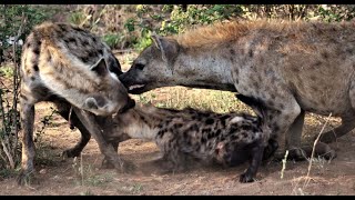 Hyenas fighting over mothers milk 🔊 [upl. by Greenberg]