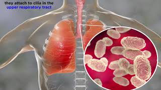 Adhesion of bacteria [upl. by Anawot]