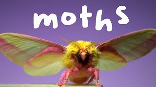 7 Spectacular Moths in Slow Motion [upl. by Pansie]