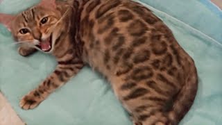 Pregnant Bengal Cat Giving Birth to 4 Kittens  Emotional [upl. by Mathilda]