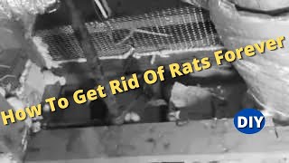 How To Get Rid Of Rats Forever and Protect Your House From Roof Rats coming back [upl. by Sue]