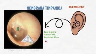 Membrana timpánica  Anatomía y exploración [upl. by Acirret]