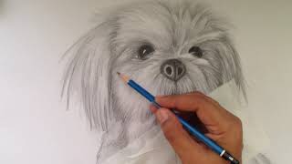 Pet Portrait  How to Draw Shih Tzu  Pencil Drawing Part 3 [upl. by Lefton]