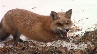 Fox Trapping with Hay Set Tricks to Improve your Catch 2018 [upl. by Stepha]