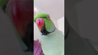 Indian Ringneck parrot talking [upl. by Ailero11]