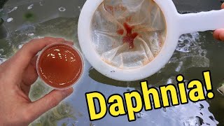 How I Culture Daphnia In Outdoor Tubs [upl. by Norga437]