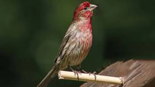 House Finch Song  Haemorhous Mexicanus [upl. by Marlee365]