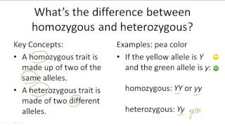 Homozygous v Heterozygous [upl. by Fletch]