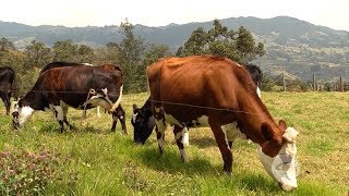 Buenas prácticas para controlar parásitos en bovinos [upl. by Salis774]