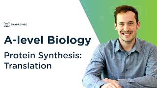 Protein Synthesis Translation  Alevel Biology  OCR AQA Edexcel [upl. by Atelokin7]