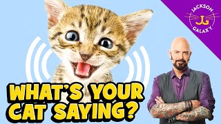 Cat Vocalizations and What They Mean [upl. by Cyprus162]