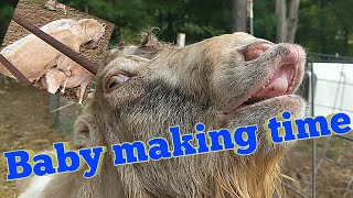 How to Breed Goats  Part 3  Full Breeding [upl. by Johannessen774]