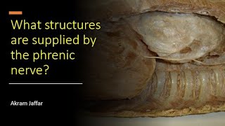 What structures are supplied by the phrenic nerve [upl. by Britteny]