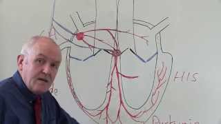 Determining atrial rates and ventricular rates [upl. by Antrim]