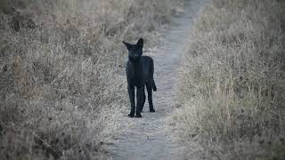 Rare black serval on film in the eastern Serengeti [upl. by Nyladnarb262]