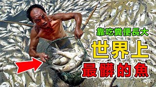 世界上“最骯髒”的10種魚，靠吃糞便長大，卻是中國人餐桌的必點美食地球之最 世界之最 出類拔萃 腦洞大開 ＃前10名地球最TOP鱼 [upl. by Darooge]