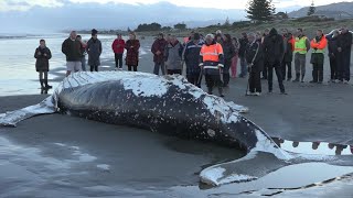 Amazing barnacles on Beached Whale [upl. by Yesteb]